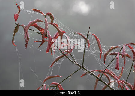 Spinnennetz im Morgentau und Nebel Stock Photo