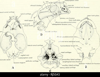 . Chordate morphology. Morphology (Animals); Chordata. superficial ophthalmic VII endolymphatic canal nner ear posterior cerebral vein foramen lateral rostral cartilage upper tooth plates clospei. semicircular canals premaxillary labial cartilage occipitospinal nerve foramina posterior cerebral vein foramen maxillary lobial cartilage Figure 5-19. Cranium an6 lower jaw of Hydrohgus. A, dorsal view; B, ventral view; C, anterior view; D, medial view of right half. medial rostral sphenethmoid commissu efferent pseudobranchiol ortei superficial ophthalmic V| sphenethmoid commissure dorsum sellae ^  Stock Photo