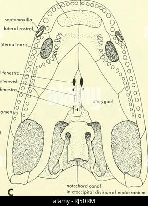 . Chordate morphology. Morphology (Animals); Chordata. temporal canal ...