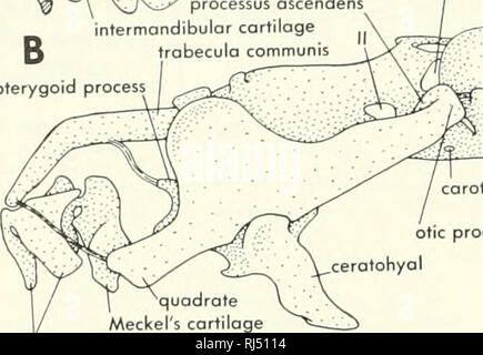 . Chordate morphology. Morphology (Animals); Chordata. intermondibular ...