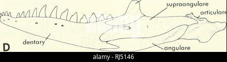 . Chordate morphology. Morphology (Animals); Chordata. foramen magnum ...