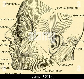 Chordate anatomy. Chordata Anatomy Comparative. SUR AURICUI AR