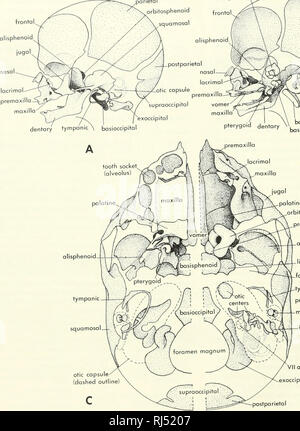 Human Skull Lateral View, right orbit Stock Photo - Alamy