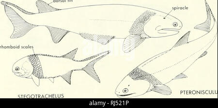 . Chordate morphology. Morphology (Animals); Chordata. CHEIROLEPIS ^dorsal fin. STEGOTRACHELUS PTERONISCULUS Figure 2-16. Three palaeoniscoid fishes as restored. Stegotrachelus and Cheiro/epis are from the Upper Devonian, and Pteroniscu/us is Triassic. ACENTROPHORUS. Please note that these images are extracted from scanned page images that may have been digitally enhanced for readability - coloration and appearance of these illustrations may not perfectly resemble the original work.. Jollie, Malcolm. New York, Reinhold Stock Photo