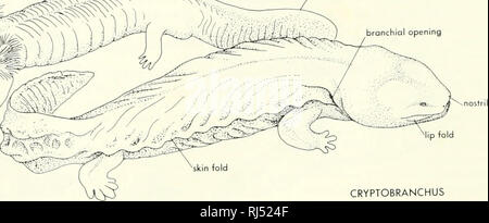 . Chordate morphology. Morphology (Animals); Chordata. 8 The Skin and