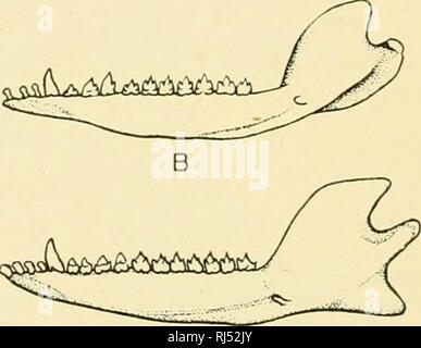 Chordate anatomy. Chordata; Anatomy, Comparative. TEETH 141 Cement is a  bone-like substance covering the root of the tooth as a thin layer which  becomes thickest at the apex. Like other bone