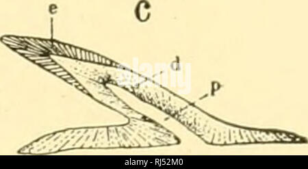 . Chordate anatomy. Chordata; Anatomy, Comparative. 13 5 MM. HUMAN ...
