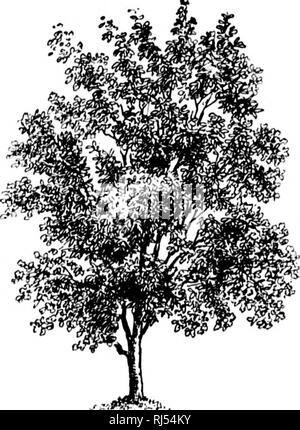 . A guide to the trees [microform]. Trees; Botany; Arbres; Botanique. 2yo TREES GROWING IN DRY SOIL Chinese in whose country it is a native, it is regarded with much affection. A Jesuit missionary is credited with having, in 1761, first sent its seeds to England, A little over thirty years later it was brought to America and took root near Philadelphia, Since then it has been considerably planted. In parts of Long Island, New York and New Jersey it is abundant. The tree is of striking, majestic presence, and its long, wand-like stems of leaflets form a responsive ^' playing-ground for the bree Stock Photo