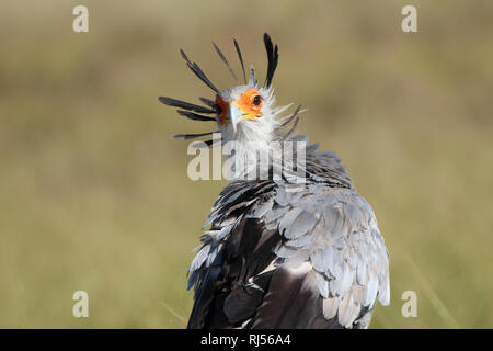 Secretary Bird Stock Photo