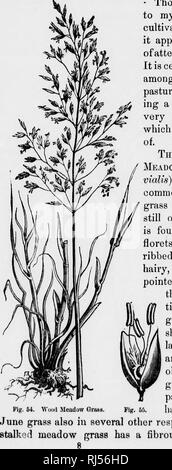 . Grasses and forage plants [microform] : a practical treatise comprising their natural history, comparative nutritive value, methods of cultivating, cutting and curing, and the management of grass lands in the United States and British provinces. Grasses; Forage plants; Hay; Graminées; Plantes fourragères; Foin. ROUGH-STALKED MEADOW GRASS. 85. - Though it has never, to my knowledge, been cultivated in this country, it appears to me worthy of attention for moist soils. It is certainly to be classed among the good-shaded pasture grasses, furnish- ing a fine, succulent, and very nutritive herbag Stock Photo