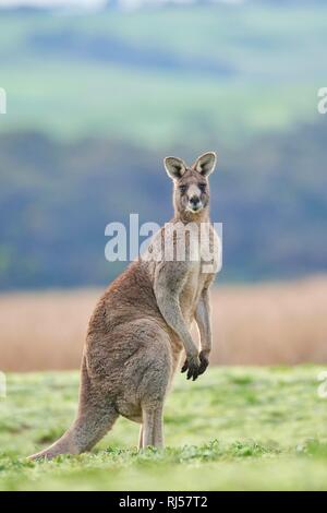 Eastern grey kangaroo (Macropus giganteus), male standing on a meadow, Victoria, Australien Stock Photo