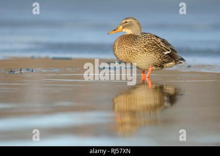 Mallard (Anas platyrhynchos), female standing in shallow water on ice, Saxony, Germany Stock Photo