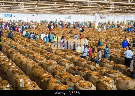 huge tobacco leaf Local workers between huge bags with dried tobacco leaves in a hall on a  Tobacco auction, Lilongwe, Malawi Stock Photo