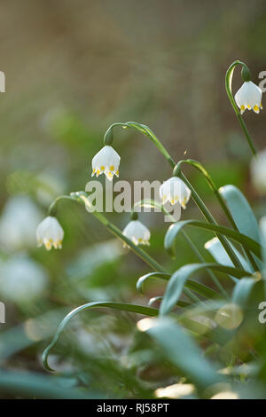 Frühlings-Knotenblume, Leucojum vernum, Nahaufnahme Stock Photo