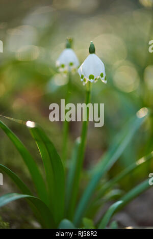 Frühlings-Knotenblume, Leucojum vernum, Nahaufnahme Stock Photo