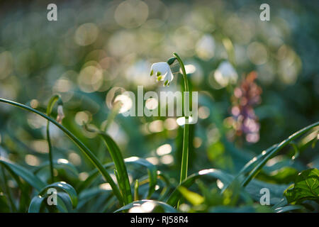 Frühlings-Knotenblume, Leucojum vernum, Nahaufnahme Stock Photo