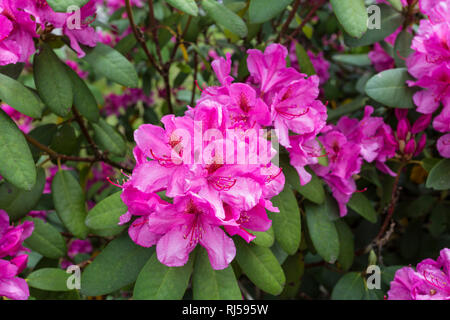 Rhododendron, Titisee, Schwarzwald, Baden-Württemberg, Deutschland, Europa Stock Photo