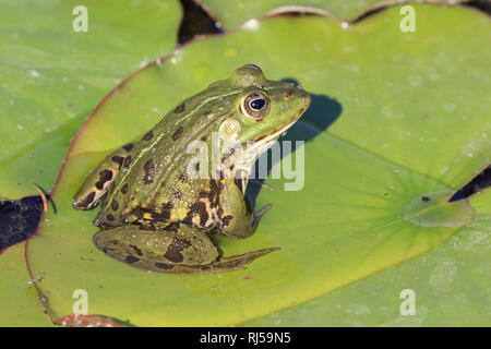 Wasserfrosch, Rana esculenta Stock Photo