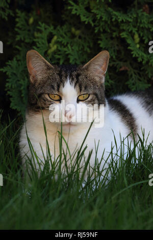 Hauskatze liegt im Gras, Felis silvestris catus Stock Photo