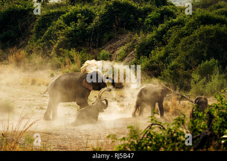 Asiatic elephant, Elephas maximus, Corbett national park, Uttarakhand, India