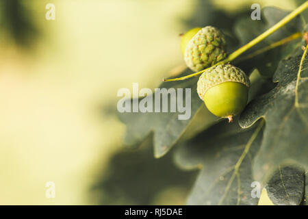 Die Frucht der Eiche (Quercus), Zwei Eicheln und Eichblätter, Nahaufnahme Stock Photo