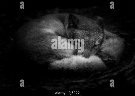 Polar fox in blackandwhite Stock Photo