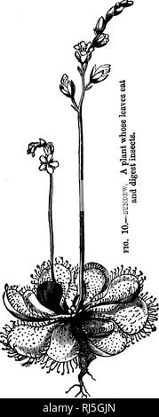 . The story of the plants [microform]. Plants; Botany; Plantes; Botanique. . Please note that these images are extracted from scanned page images that may have been digitally enhanced for readability - coloration and appearance of these illustrations may not perfectly resemble the original work.. Allen, Grant, 1848-1899. London : G. Newnes Stock Photo