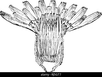 . The colours of flowers [microform] : as illustrated in British flora. Flowers; Color of flowers; Flowers; Fleurs; Couleur des fleurs; Fleurs. 82 THE COLOURS OF FLOWERS. or than the Cynaroidecu, which have no hgulate florets at all. Hence we should naturally pcct them to be blue or purple, whereas they are loi the most part yellow of a very primitive golden type, while the ray-florets of the Corymbifers are usually white or pink, and all the florets of the Cynaroids are usually purple. It is, of course, quite possible that a flower might have progressed as far as the CoroUifloral stage —might Stock Photo