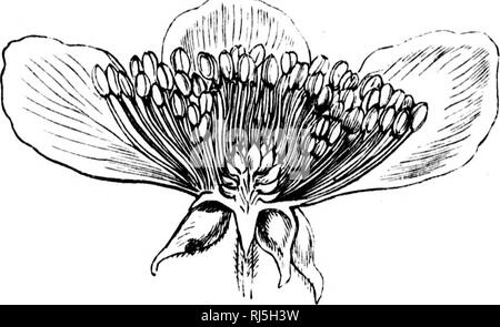 . The colours of flowers [microform] : as illustrated in British flora. Flowers; Color of flowers; Flowers; Fleurs; Couleur des fleurs; Fleurs. LAW OF PROGRESSIVE COLOURATION. 27 that new colours always make their appearance at the outer side of the petal, while the base usually retains its primitive colouration. For the present, this prin-. FiG. 6 —Vertical section of bramble-flower {Rubus). White. ciple must be accepted on trust. Finally, the true roses (Fig- 8), whose flowers are the most developed of all, have usually broad pink petals (like those of our own. Please note that these images  Stock Photo