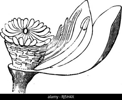 . The colours of flowers [microform] : as illustrated in British flora. Flowers; Color of flowers; Flowers; Fleurs; Couleur des fleurs; Fleurs. 12 THE COLOURS OF FLOWERS. we find the filaments growing flatter and broader, and the pollen-sacs less and less perfect; next we find a few stamens which look exactly like petals, only that they have two abortive anthers stuck awkwardly on to their summits ; and, finally, we find true petals, broad and flat, and without any trace of the anthers at all. Here in this very ancient though largely modified flower we have stereotyped for us, as it were, the  Stock Photo