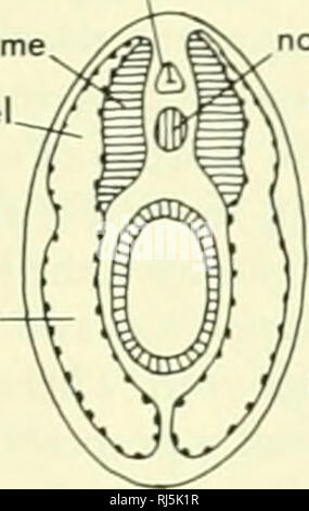 . Chordate morphology. Morphology (Animals); Chordata. neural tube myotome /C^ ^^^ notochord myocoel coelom sclerotome (filled in sclerocoel). Please note that these images are extracted from scanned page images that may have been digitally enhanced for readability - coloration and appearance of these illustrations may not perfectly resemble the original work.. Jollie, Malcolm. New York, Reinhold Stock Photo