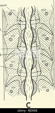 . Chordate morphology. Morphology (Animals); Chordata. ntervertebral ligament intervertebral body rib fused to interventral intervertebral disc prospondylous ring opisthospondylous ring. Figure 6-11. Diagrammatic stages of development of bird vertebrae as described by (1928). Piiper 150 . THE VERTEBRATE BODY SKELETON. Please note that these images are extracted from scanned page images that may have been digitally enhanced for readability - coloration and appearance of these illustrations may not perfectly resemble the original work.. Jollie, Malcolm. New York, Reinhold Stock Photo
