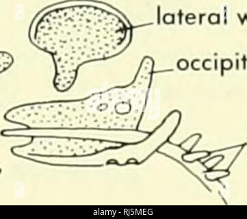 . Chordate morphology. Morphology (Animals); Chordata. quadrate cartilage^/^&gt;X. B 2.5, lateral wall of otic capsule occipital arch basidorsals of vertebrae notochord ascending process trabecula communis occipital arch interorbital septum. Meckel's cartilage 2.25 mm interorbital septum sphenethmoid commissure nasal tectum notochord orbital cartilage. Please note that these images are extracted from scanned page images that may have been digitally enhanced for readability - coloration and appearance of these illustrations may not perfectly resemble the original work.. Jollie, Malcolm. New Yor Stock Photo