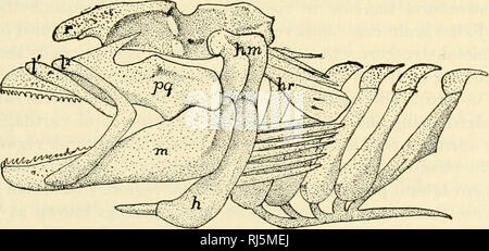 . The chordates. Chordata. Motor System—Muscles and Skeleton 91 of the