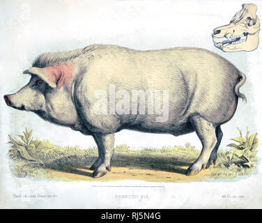 Print shows a left profile view of a 'domestic pig', full-length, standing; also shows a skull. Stock Photo