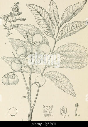 . Chinese economic trees. Trees -- China. 236 CHTNESK ECONOMIC TREES. Plate 85. SAPINDUS MUKOROSSI Gaertner 1. Flowering brand) ; 2. Fruiting l)ranc]i; 3. Seed; 4. Section of staminate flower ; 5. Section of pistillate flower; 6. Stamen.. Please note that these images are extracted from scanned page images that may have been digitally enhanced for readability - coloration and appearance of these illustrations may not perfectly resemble the original work.. Chi'ên, Huan-yung, 1895-. [Shanghai] Printed by the Commercial Press Stock Photo