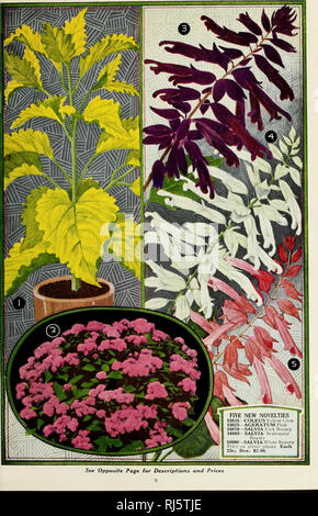 . Childs' spring 1930 55th year : no sale complete until our customer is satisfied. Commercial catalogs Seeds; Nurseries (Horticulture) Catalogs; Vegetables Seeds Catalogs; Bulbs (Plants) Seeds Catalogs; Seeds Catalogs; Flowers Catalogs; Fruit trees Catalogs; John Lewis Childs (Firm); Commercial catalogs; Nurseries (Horticulture); Vegetables; Bulbs (Plants); Seeds; Flowers; Fruit trees. . Please note that these images are extracted from scanned page images that may have been digitally enhanced for readability - coloration and appearance of these illustrations may not perfectly resemble the ori Stock Photo