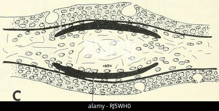 . Chordate morphology. Morphology (Animals); Chordata. 8 The Skin and