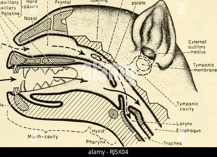 . The chordates. Chordata. Mammalia: Visceral Systems 637. Parotid ...