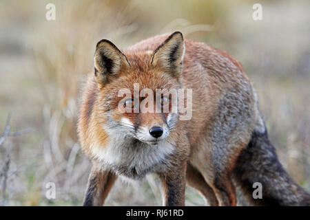 Fox (Vulpes vulpes) Stock Photo