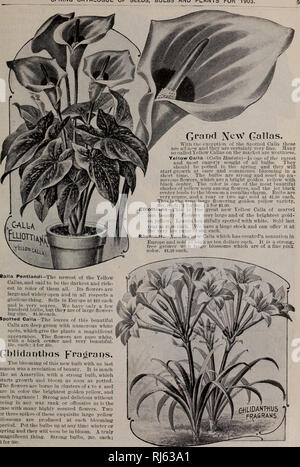 . Childs' rare flowers, vegetables, &amp; fruits. Commercial catalogs Seeds; Nurseries (Horticulture) Catalogs; Seeds Catalogs; Flowers Catalogs; Vegetables Catalogs; Fruit trees Catalogs; John Lewis Childs (Firm); Commercial catalogs; Nurseries (Horticulture); Seeds; Flowers; Vegetables; Fruit trees. SPRING CATALOGUE OF SEEDS, BULBS AND PLANTS FOR 1903.. With the exception of the Spotted Calla these are all aew and they are certainly very flue. Many so called Yellow Callas on the market are worthless. Yellow Calla—(Calla Hastatn)—!^ one of the rarest and most eagerly sought of all bulbs. They