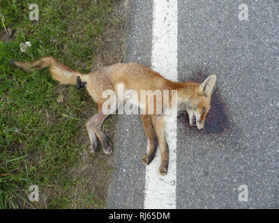Road killed fox on the side of the road Stock Photo