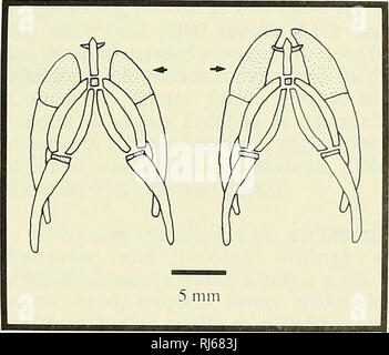 . Chinese herpetological research. Amphibians; Reptiles. Fig. 5. Skulls of Paramesotriton fuzhongensis (left) with maxillary separated from the pterygoid, and Paramesotriton guangxiensis (right). The fronto-squamosal arch of the new species is slender and the outer edge is ahnost a straight line. It is larger and stout, with the outer edge nearly a right angle, in P. guangxiensis (Figs. 3 &amp; 4). The maxillary of the new species is separated from the pterygoid by a large interval, while it almost touches the anterior tip of the pterygoid in P. guangxiensis (Fig. 5). The notch of nares intemu Stock Photo