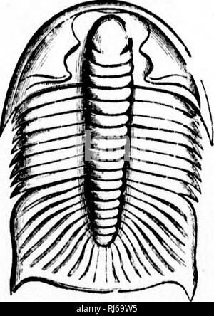 . The chain of life in geological time [microform] : a sketch of the origin and succession of animals and plants. Paleontology; Paleobotany; Paléontologie; Paléobotanique. . Please note that these images are extracted from scanned page images that may have been digitally enhanced for readability - coloration and appearance of these illustrations may not perfectly resemble the original work.. Dawson, J. W. (John William), Sir, 1820-1899. London : Religious Tract Society Stock Photo