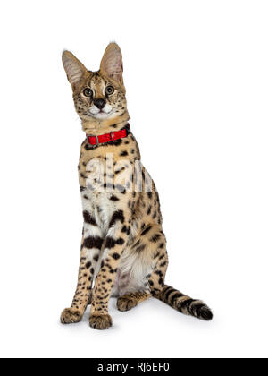 Young Serval cat kitten sitting straight up wearing red collar, looking to camera with tilted head. Isolated on white background. Stock Photo