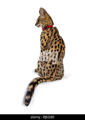 Young Serval cat kitten sitting backwards wearing red collar, looking to the side. Isolated on white background. Stock Photo