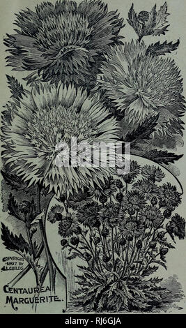 . Childs' rare flowers, vegetables, &amp; fruits. Commercial catalogs Seeds; Nurseries (Horticulture) Catalogs; Seeds Catalogs; Flowers Catalogs; Vegetables Catalogs; Fruit trees Catalogs; John Lewis Childs (Firm); Commercial catalogs; Nurseries (Horticulture); Seeds; Flowers; Vegetables; Fruit trees. SPRING CATALOGUE OF SEEDS, BULBS AND PLANTS FOR 1898. %7 Flower and Vegetable Seed Novelties. The spice of the garden is in its novelties. No matter how many favorites -we have among the standard varieties we all find the Novelties to be the most interesting, and we watch their blooming with eage