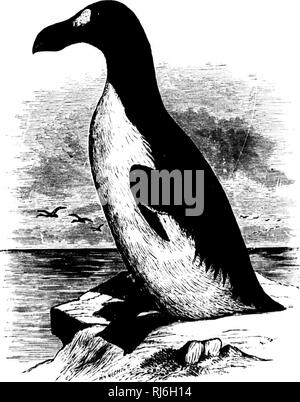 . The water birds of North America [microform]. Birds; Water-birds; Oiseaux; Oiseaux aquatiques. ALCID.E — THP] AUKS — PLAUTUS. 467 Flautus impennis. THE GREAT AUK. Alca impennis, LlXN. S. N. cd. 10, 1758, 130, no. 2 ; cd. 12, I. 1706, 210, nn. 2. — Ai'ii. Oiii. liinj;. IV. 1838, 316 ; 15. Am. pi. 341 ; oct. od. VII. &lt;l. 465. —C.s,s. in IJaiids 15. N. Am. IS.OS, 900. — I5AII1D, Cat. N. Am. 15. 1859, no. 710. — fin-i:s, I'r, Ac. Nat. Sci. I'liilml. lS(iS, 14 ; Key, 1872, 339 ; Check List, 1873, no. 615 ; ed. 2, 1882, no. 878. — liUKiW, Norn. N. Am. 15. 1881, no. 741. Plautus impennis, Stee Stock Photo