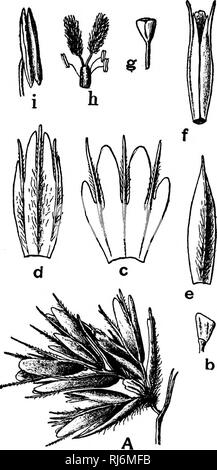 . Grasses of North America [microform] : the grasses classified, described and each genus illustrated, with chapters on their geographical distribution and a bibliography. Grasses; Forage plants; Graminées; Plantes fourragères. FESTUCE^E. 451. Fig. 85.—Cathestecum erectinn. 8i&gt;ikelcts dissected. (Scribner.). Please note that these images are extracted from scanned page images that may have been digitally enhanced for readability - coloration and appearance of these illustrations may not perfectly resemble the original work.. Beal, W. J. (William James), 1833-1924. New York : H. Holt Stock Photo