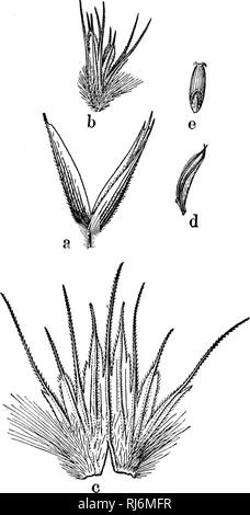 . Grasses of North America [microform] : the grasses classified, described and each genus illustrated, with chapters on their geographical distribution and a bibliography. Grasses; Forage plants; Graminées; Plantes fourragères. Fio. 84.—Cottea pappoplwroides. Spikelet dissected. (Scribner.) 449. Please note that these images are extracted from scanned page images that may have been digitally enhanced for readability - coloration and appearance of these illustrations may not perfectly resemble the original work.. Beal, W. J. (William James), 1833-1924. New York : H. Holt Stock Photo